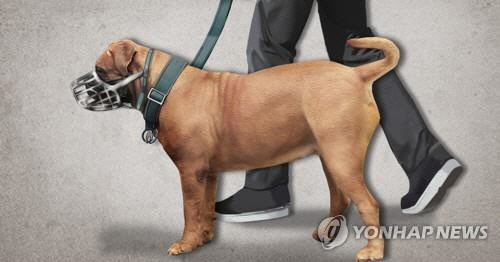 맹견 목줄 입마개 착용. <연합뉴스>